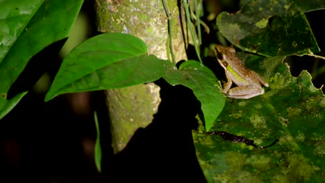 in dark night a small tropical green frog in the jungle of borneo, she closes her eyes