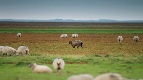 A-flock-of-sheep-is-grazing-in-a-lush-green-meadow