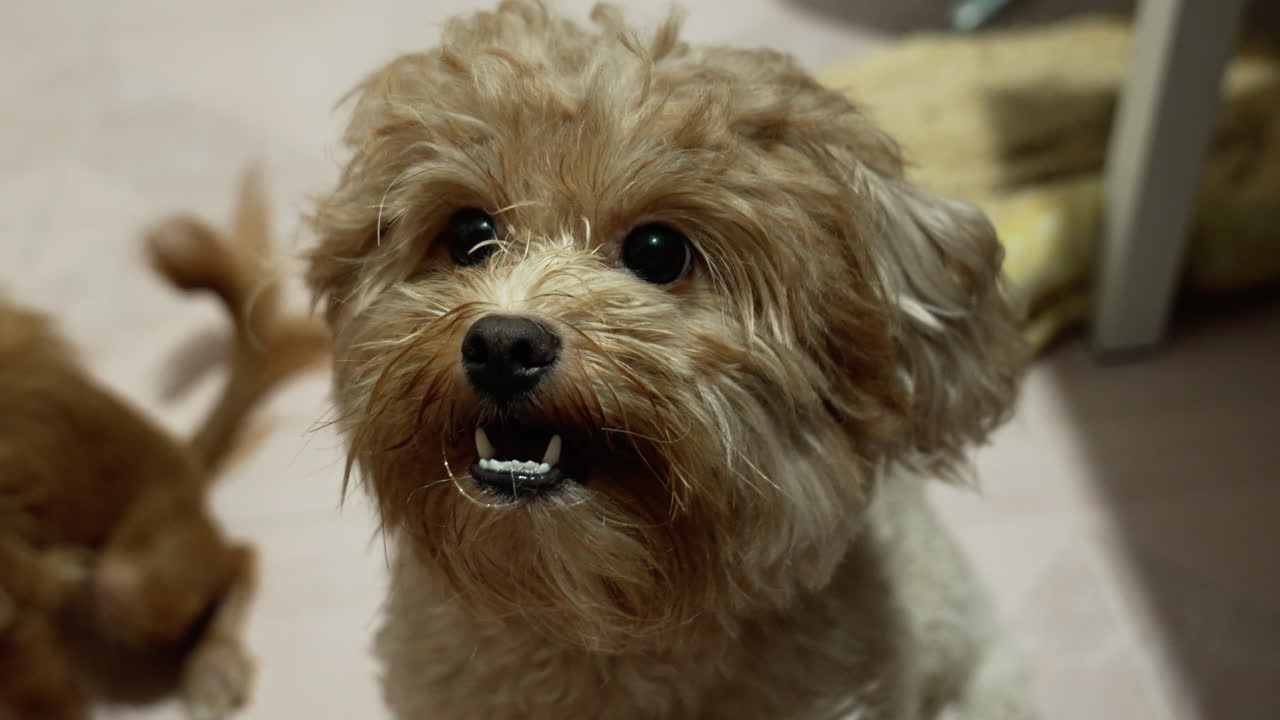 linda expresión perrito en el suelo