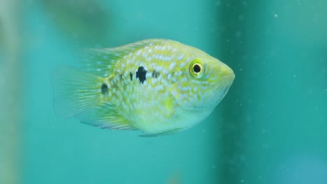 un primer plano de un tanque de peces marinos amarillos y verdes, un cíclido de texas mirando fijamente a la cámara.