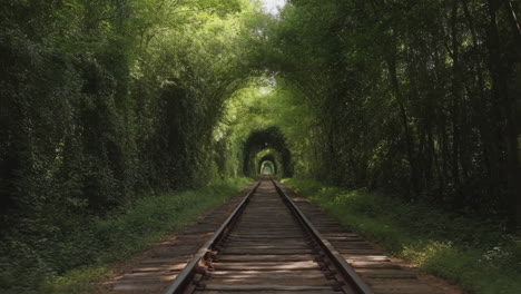 railway tracks through a lush green natural tunnel