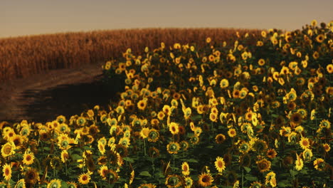 field of blooming sunflowers on a background sunset