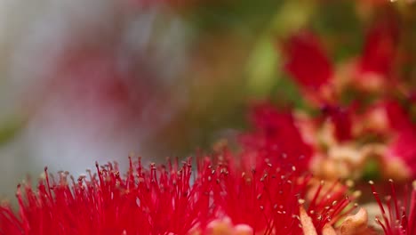 a bee collecting nectar from vibrant red flowers