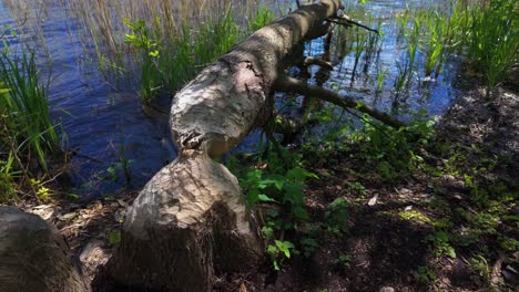 primer plano de un árbol caído al lado de un lago, mostrando signos de actividad del castor con madera roída