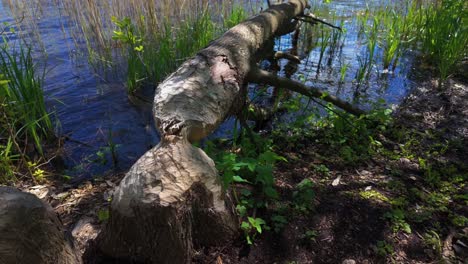 close-up of a fallen tree beside a lake, showing signs of beaver activity with gnawed wood