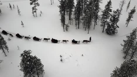 drone view of reindeer sleighride in saariselka, lapland, finland