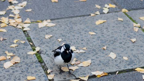 a magpie lark walking on leaf-covered pavement