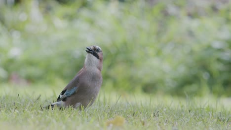 arrendajo euroasiático recogiendo bellotas para el invierno y se las traga