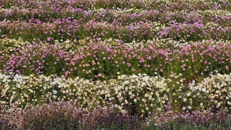 file di giardino di aster dai colori pastello rosa e giallo mossi dalla brezza