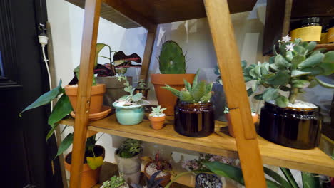 pan around an assortment of indoor plants on a stand in a hairdresser salon