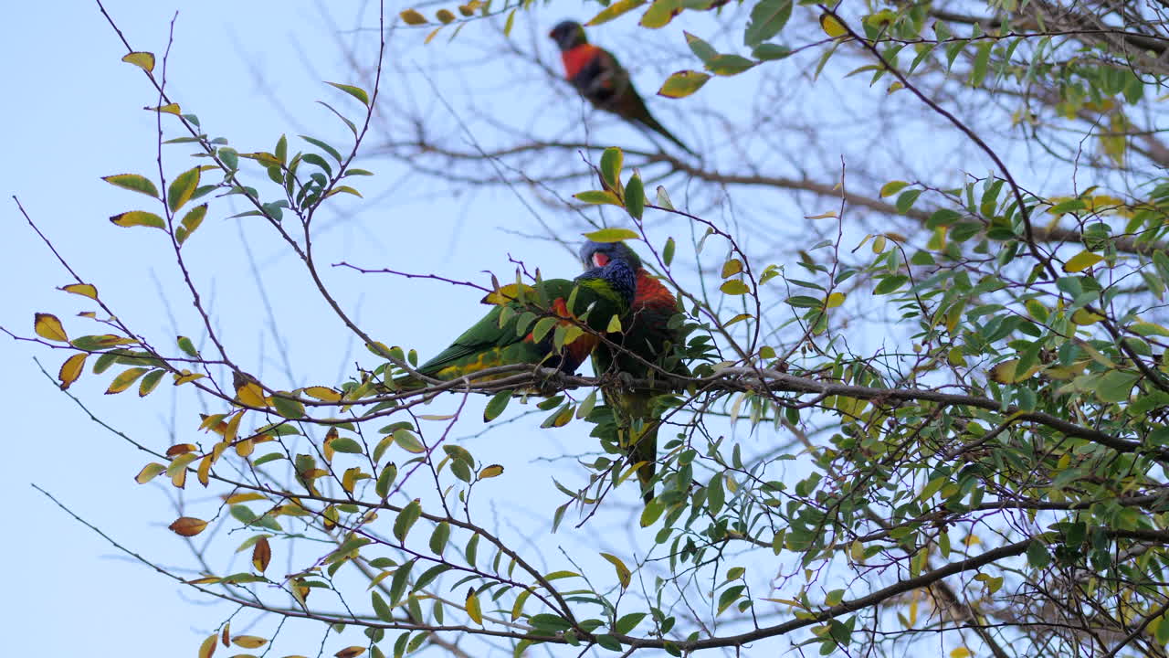 lorito arcoíris regurgitando comida para alimentar a su pareja, cámara lenta
