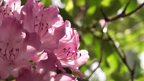 Purple-Hydrangea-Plant-with-Sun-Backlight