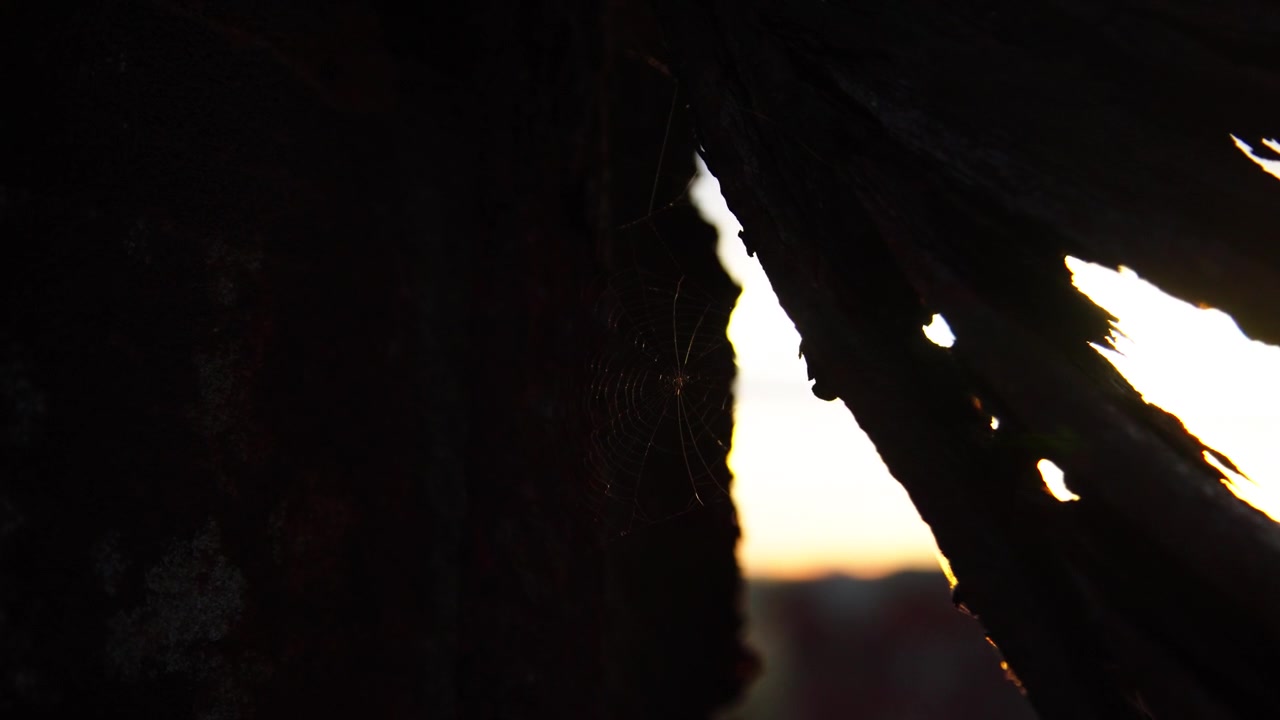 Nature’s silhouetted shapes, colourful idyllic vibrant outdoor scenery