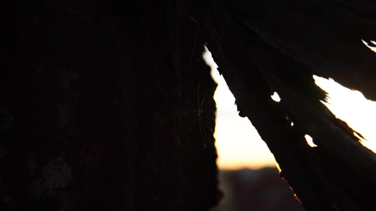 Nature’s silhouetted shapes, colourful idyllic vibrant outdoor scenery
