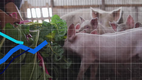 pigs eating leafy greens with financial growth chart animation over grid background