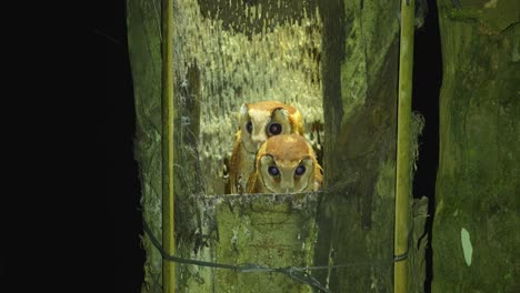 two cute baby oriental bay owl or phodilus badius in the dark of the night