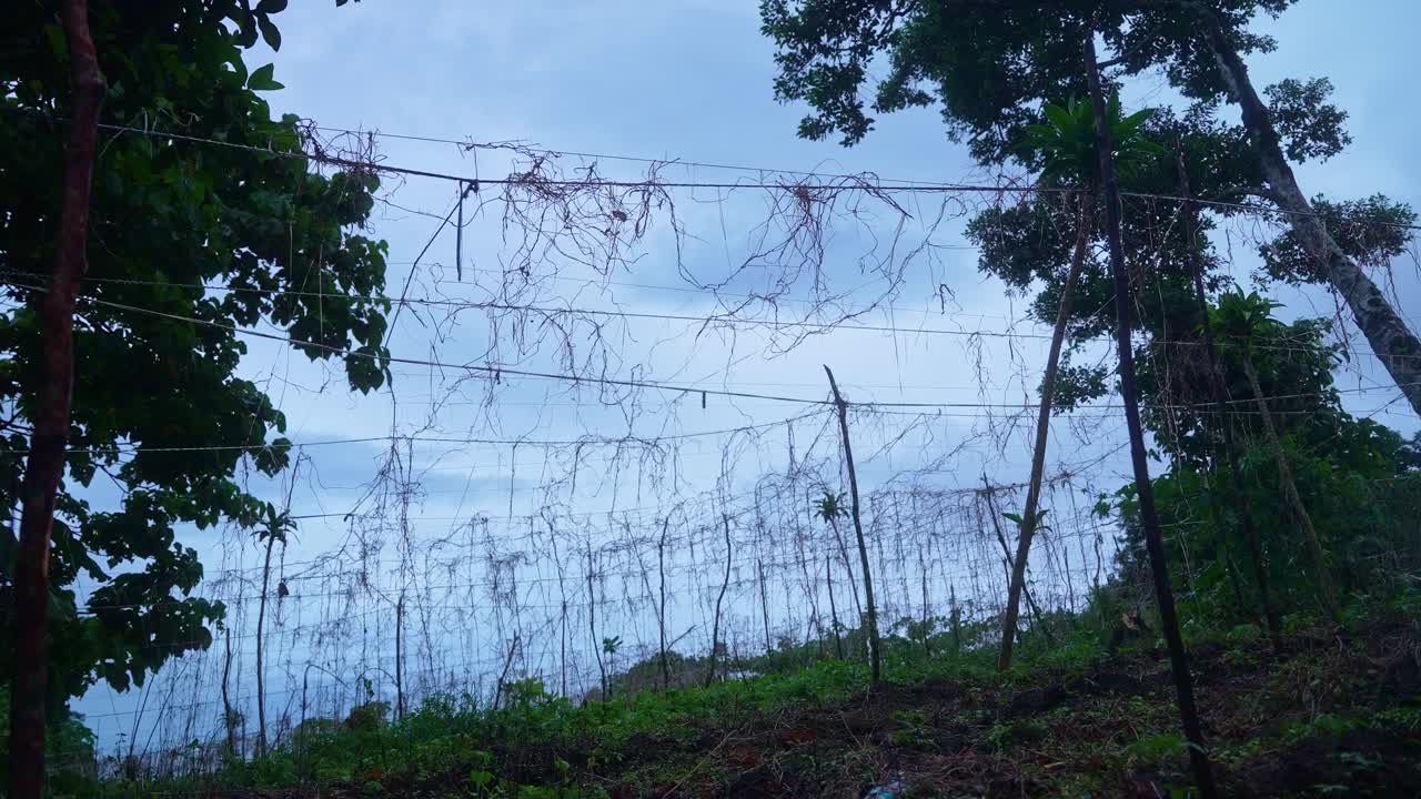 A still shot of a hillside trellis of tangled vines sways in the wind, empty strings rattling beneath gray clouds, the frame capturing a season’s end near Mount Banahaw, Quezon Province Philippines