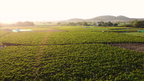 Aerial-flyover-grape-wine-vineyard-farm-field-during-golden-hour,-lens-flare