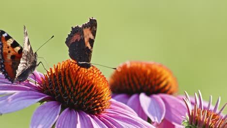 two-Small-Tortoiseshell-Butterflies-Feed-On-orange-coneflower-in-sun-light