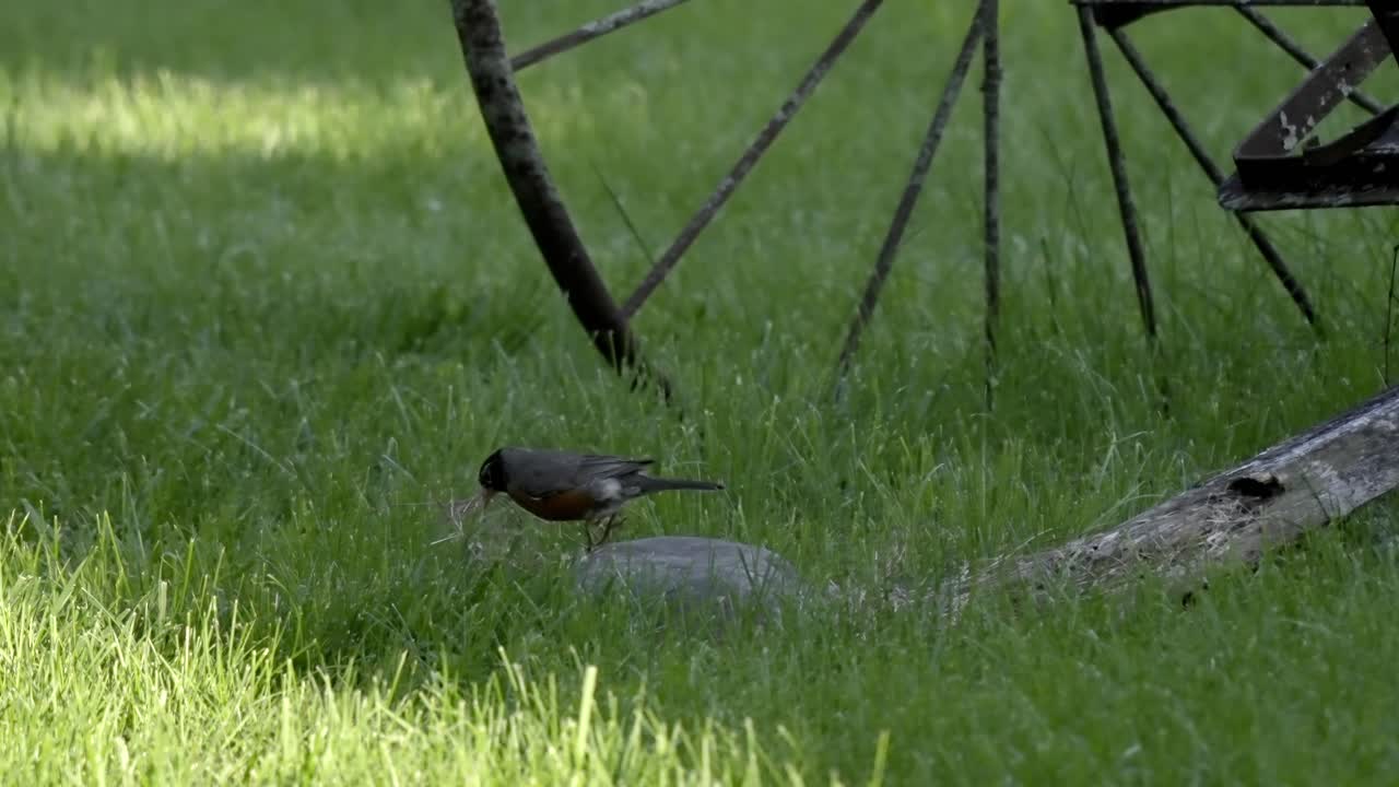 American Robin Foraging for Food in Lush Green Grass and Building Nest, Slow Motion