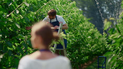 equipo de trabajadores agrícolas que comprueba la calidad de las bayas en el concepto de plantación de tierras de cultivo verdes