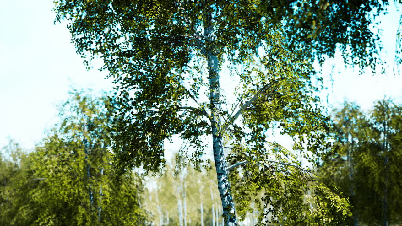 березовый лес в солнечных лучах по утрам