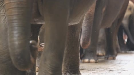 static a group of orphaned baby elephants walking around the pinnawala elephant orphanage, sabaragamuwa province of sri lanka dec 2014