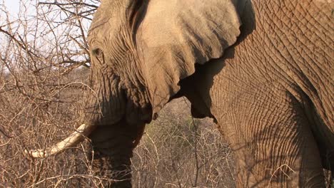 elefante africano macho alimentándose de arbustos secos, plano medio de vista lateral que revela que el elefante cruzó el agua recientemente, marca de agua aún visible