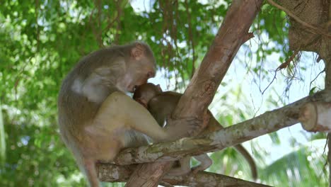 El-Video-Cinematográfico-Muestra-A-Una-Madre-Mona-Dorada-Alimentando-A-Sus-Crías-En-Un-árbol-En-La-Ciudad-De-Danang,-En-La-Península-Khi-Son-Tra-De-Vietnam