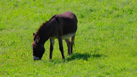 Donkey-Eating-Grass-In-The-Rural-Pasture-Then-Startled-By-Something