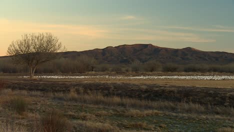 bosque del apache, condado de socorro, nuevo méxico, estados unidos - grúa de sandhill volando en el cielo con un telón de fondo de una bandada de gansos de nieve descansando en el suelo - toma estática