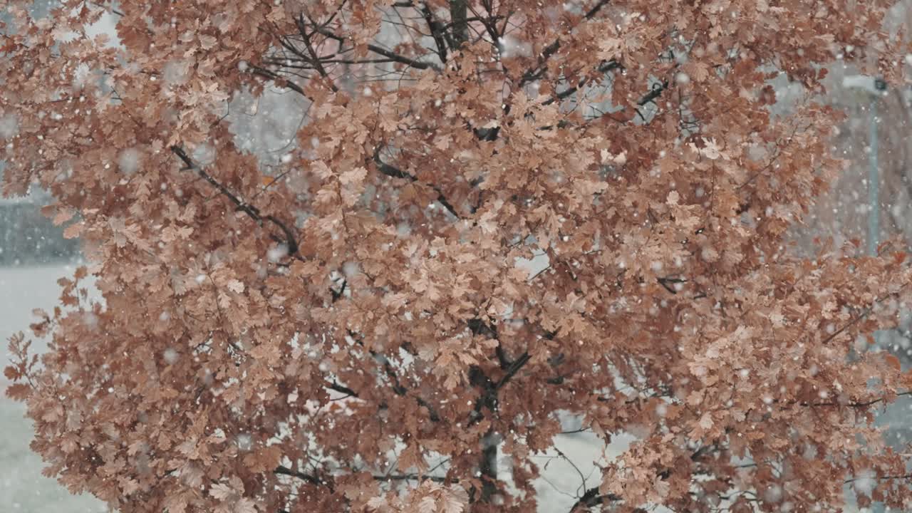 어린 오크 나무는 눈 폭풍과 싸우고, 그 은 가지는 눈의 무게로 구부러집니다.