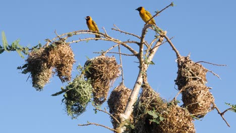 close up of a southern masked weaver in africa