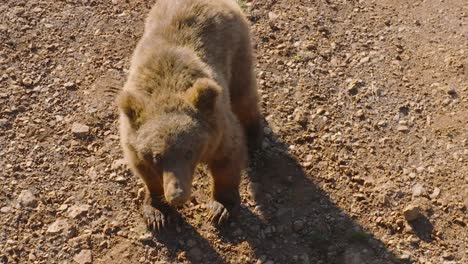 Vista-De-Arriba-Hacia-Abajo-Del-Oso-Tratando-De-Agarrar-Un-Dron