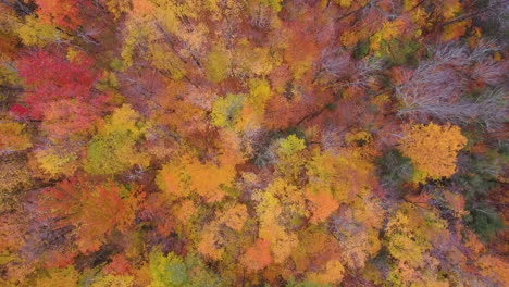 Atemberaubende-Luftaufnahme-Von-Oben-Nach-Unten-Auf-Einen-Farbenfrohen-Wald-Während-Der-Herbstsaison