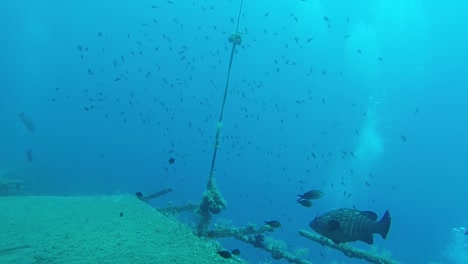 a grouper fish swimming through the zenobia sunken shipwreck site in lanarca.