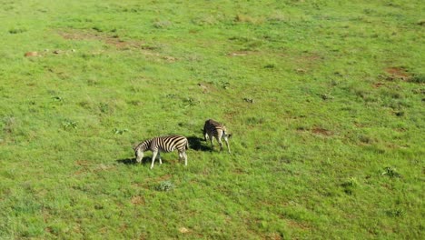 two zebra grazing on green summer grass plain in the wild