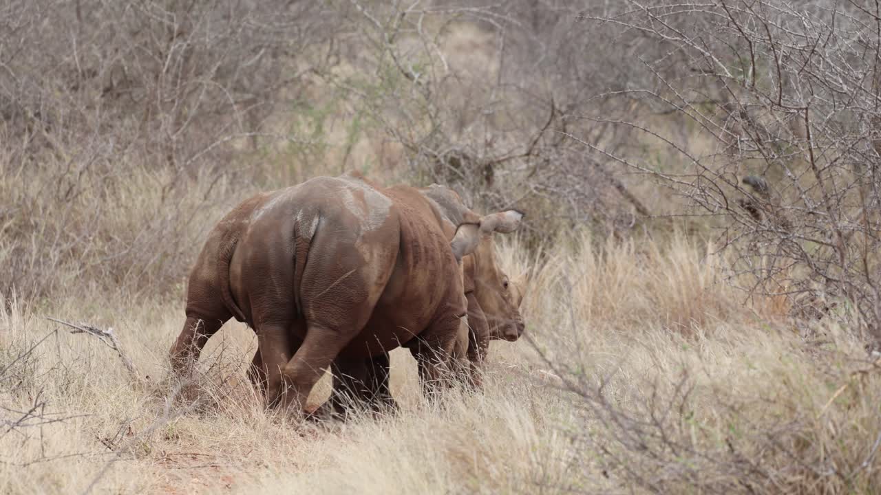 Two white rhino bulls engaging in a play fight, Greater Kruger