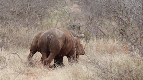 two white rhino bulls engaging in a play fight, greater kruger