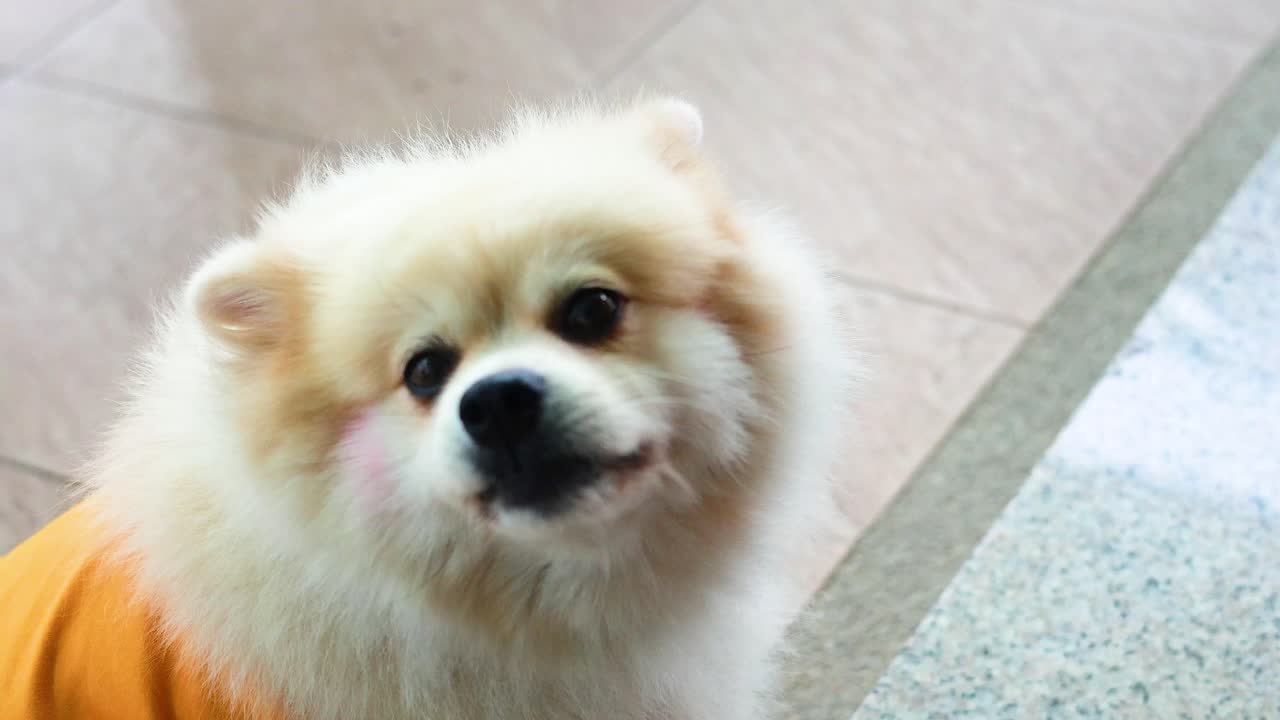 A cheerful Pomeranian in an orange outfit moves playfully indoors, captured in bright, natural lighting