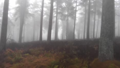 Caminata-Hacia-Adelante-En-ángulo-Bajo-A-Través-Del-Bosque-Místico-Durante-Un-Día-Brumoso-Y-Dramático-En-Kinnoull-Hill,-Woodland-Park,-Escocia