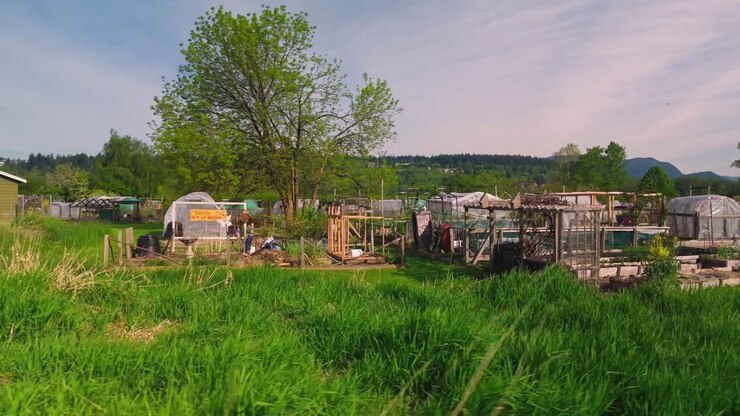 Personalisierte Gemeinschaftsgartenparzellen zwischen Plastikgewächshäusern, hölzernen Hochbeeten, hohem, leuchtend grünem Gras im Vordergrund unter sonnigem blauem Himmel, fernen sanften Hügeln, üppigem Frühlingslaub, Kamerafahrt.
