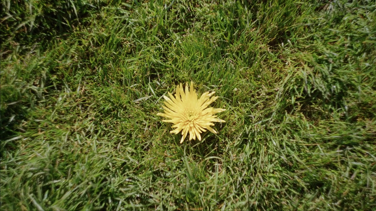 Fiori di gerbera gialli crescono su un campo di erba verde in primavera. Scatto dall'alto