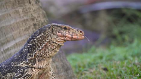 Komodowaran-Streckt-Die-Zunge-Raus-Tongue