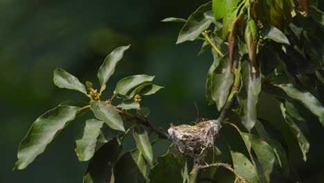 Eine-Mutter,-Ein-Gewöhnlicher-Iora-Aegithia-Tiphia-Vogel,-Füttert-Ihre-Jungen-Eine-Weile-Im-Nest-Und-Fliegt-Dann-Sofort-Davon