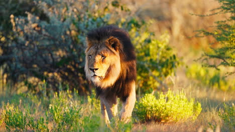 majestic lion in african savanna