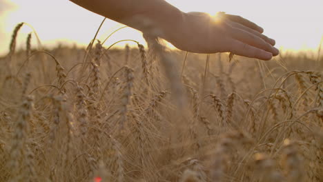 Man's-hand-holding-barley.-Agriculture.-Sunset.-Farmer-touching-his-crop-with-hand-in-a-golden-wheat-field.-Harvesting-organic-farming-concept.