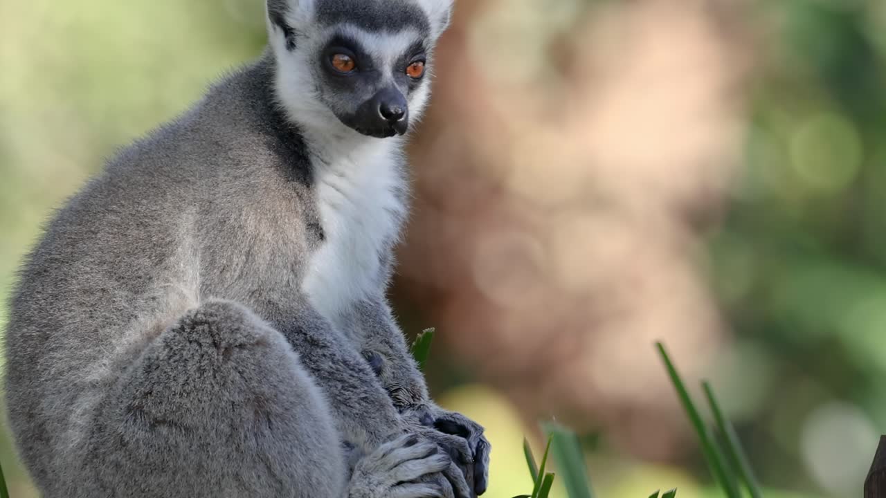 A lemur sits attentively, surrounded by blurred greenery, showcasing its distinct features and curious expression.