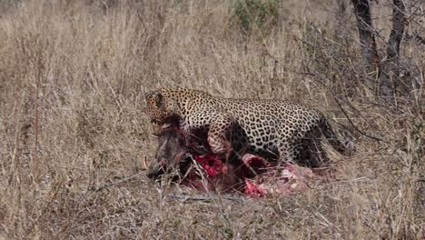 una toma amplia de un leopardo macho arrastrando un jabalí muerto a través de la hierba larga y seca, parque nacional kruger