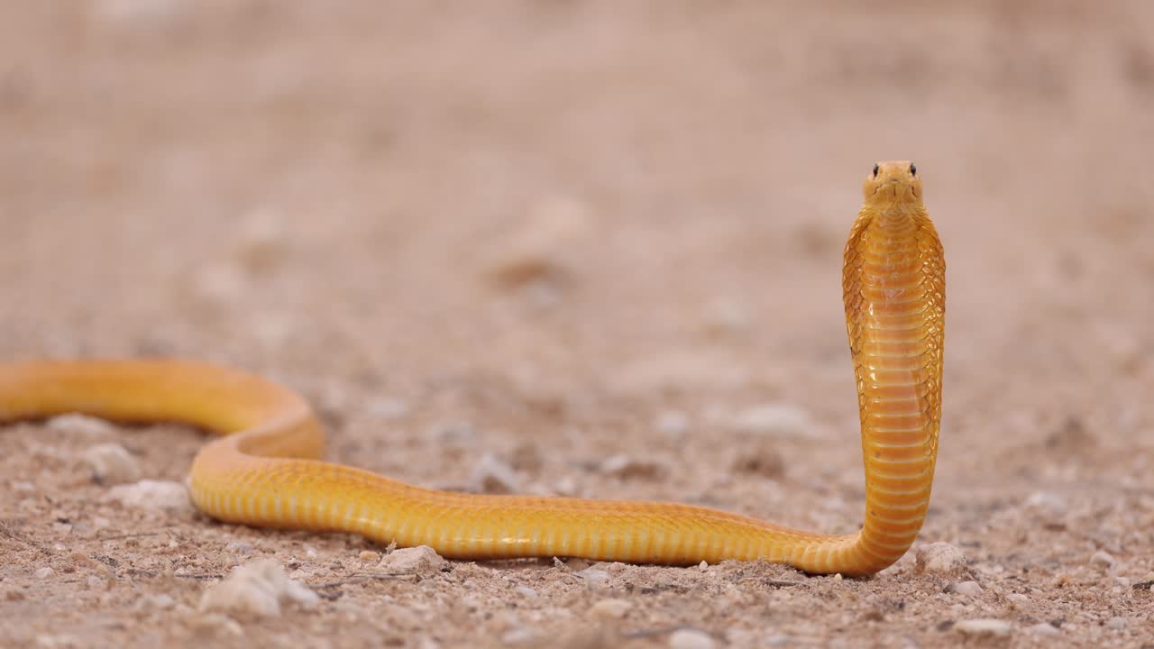 Closeup of an alert Cape cobra. Head up and hood open, looking at camera. Kgalakgadi Transfrontier Park.